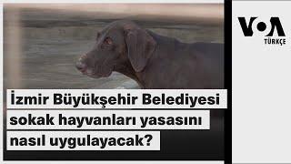 İzmir Büyükşehir Belediyesi sokak hayvanları yasasını nasıl uygulayacak?| VOA Türkçe