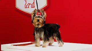 The Third Annual Royal Canin Puppy Pre-Show