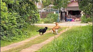 Dog attack: street dogs vs Rottweiler and Pitbull bandog