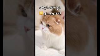 پنج تا فکت گربه‌ ای که عمرن نمیودونستی  #فان #دانستنی #گربه