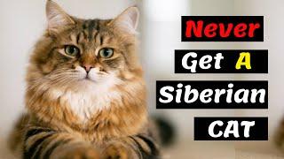 10 Reasons Why You Should Never Ever Adopt A Siberian Cat