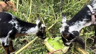 Goats enjoy sunflower  feast