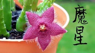 多肉植物 魔星 Starfish flower