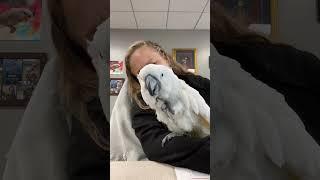 Cockatoo Fun Morning #shorts  #viralvideo  #viralshorts  #viraltiktok #youtubeshorts #youtube