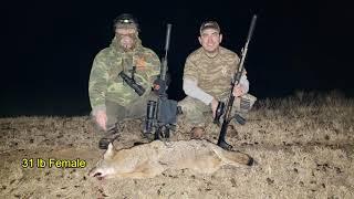 Coyote Down With Unusual Double Bullet Recovery
