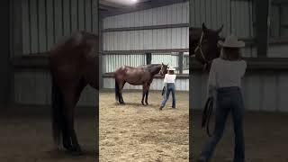 Susan Wendt and Zim Zim showmanship 1 Jan 4th Hartwig Farm