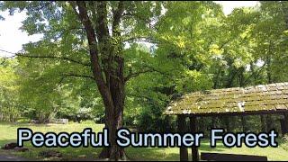 Peaceful Summer Forest 宁静的夏日森林