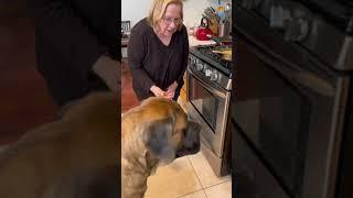 The story of Bowser and Grandma! #dog #dogs #cutedog #funnydogs #shorts