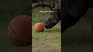 Rhino  VANTARA ZOO #viralvideo #animals #lionsafari #wildanimals #shorts #rhino #short