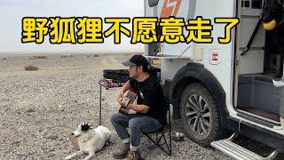 鐵牛旅行記539集/在新疆羅布泊無人區和野狐狸告別，它看著我的車不願意離去#環遊中國 #自驾游 #流浪狗 #艾伦