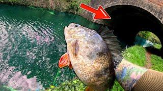 This Bridge Was STACKED With BIG PERCH! Canal Fishing Dream!