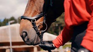 Study Equine at East Durham College's Houghall Campus in Durham