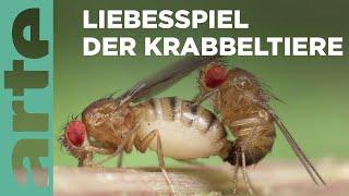 Das Liebesspiel der Krabbeltiere | ARTE Family