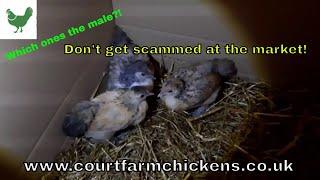 How to spot a male baby chicken at a sale!! Don't get scammed!! Raising chickens for beginners