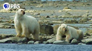 Polar Bears Hunt Beluga Whales