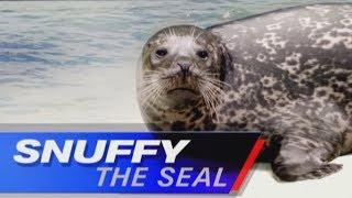 Snuffy the seal has been rehabilitized!