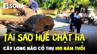 Tại sao Huế chặt hạ cây long não cổ thụ 100 năm tuổi