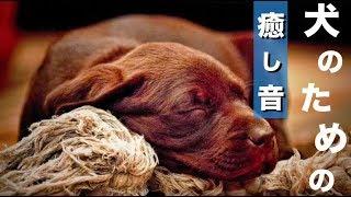 【犬用 音楽】犬が好きな音楽で癒しを！子犬から老犬までストレス軽減音楽【ペット音楽】