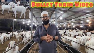 Ek Ek Bakra Pakad Ke Dikhaunga | Isko Bolte Hai Quality | Classic Goat Farm | Best Sojat Goats.