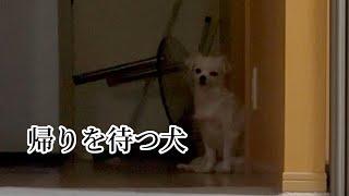 【冬至】寒いドアの前で帰りを待ち続ける犬