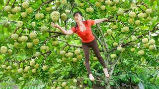 Harvesting Many Custard Apple Goes To Market Sell - Take Care Livestock | Free Bushcraft