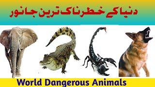 Dangerous Animals Of The World/Most Dangerous Animals/Animals/Junaid Saeed Official