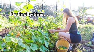 Garden Vlog l My FIRST Fall harvest! Permaculture Garden Zone 9 #harvest #fallgarden #nodiggardening