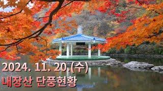 2024.11.20.(수) 내장산 단풍 현황