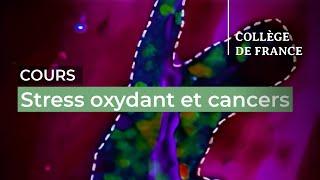 Stress oxydant et cancers (1) - Hugues de Thé (2024-2025)