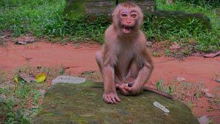 Best Video HD || New Abandoned Monkey was new released in group \ She without teeth in mouth