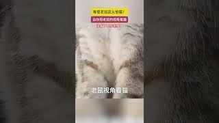 當你用老鼠的視角看貓，難怪老鼠怕貓呢！