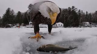 Bald Eagle Caught Stealing Fish - 1020814