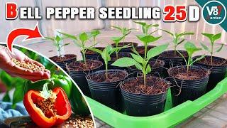 How to Grow Bell Pepper Seedlings: Step-by-Step to Transplanting