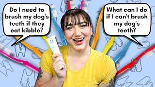 Pet Nutritionist Answers Your Dog Dental Health Questions