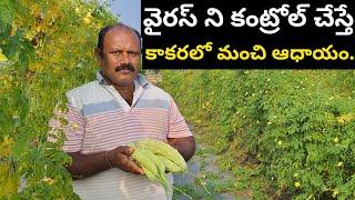 Kakara Sagu|Bitter Gourd Cultivation|Kakara Cultivation|Bitter Gourd Farming.