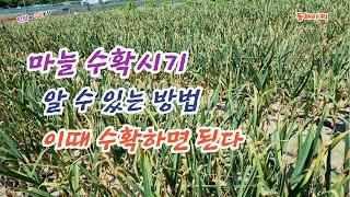 마늘 수확시기에 따라 품질과 수확량 많이 차이 나요.The quality and yield vary depending on the garlic harvest time.