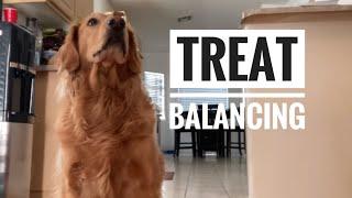 How I trained my dog to balance treats