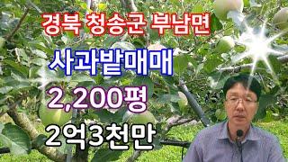 115. 사과밭매매  과수원매매 청송사과 경북사과 청송과수원매매 부남면 사과밭매매 농지매매 경북부동산 사과과수원