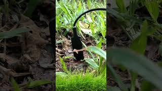 AgroSense Soil Moisture Sensor LoRaWAN #lorawan #farming #sensor