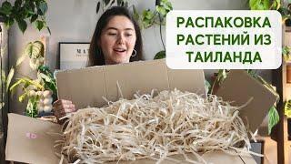 НОВЫЕ растения из ТАИЛАНДА + СЮРПРИЗ