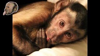 MonkeyBoo LIVE! PlayTime!