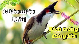 Chào mào mái kích trống. thúc trống điều mộc nhanh ra giọng