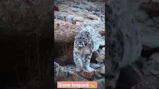 Snow Leopard -- Ladakh