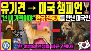 진돗개, 미국 도그쇼 챔피언 등극!! 미국인의 마음을 사로잡다(해외반응)ㅣ 해외감동사연
