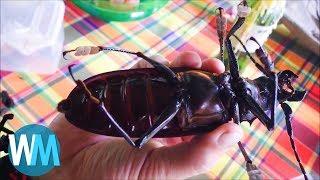 Top 10 Massive Insects That Are Actually Real