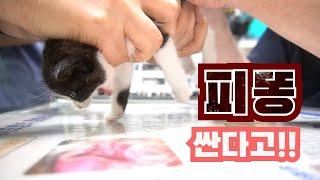 고양이설사... 살려주세요 : 병맛 고양이 예능 3편 | 고양이 산책