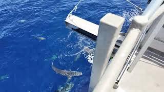 Shark feeding frenzy in the tropical Timor Sea.