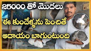 కుందేళ్ళ పెంపకం|Young Farmer Earns Good Profits From Rabbit farming in telugu|mallesh adla