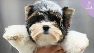 A Rare Dog Breed That Will Make You Want To Squeal  | Biewer Terrier