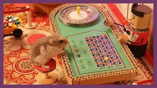 [ENG Sub] Hamsters going to the Casino